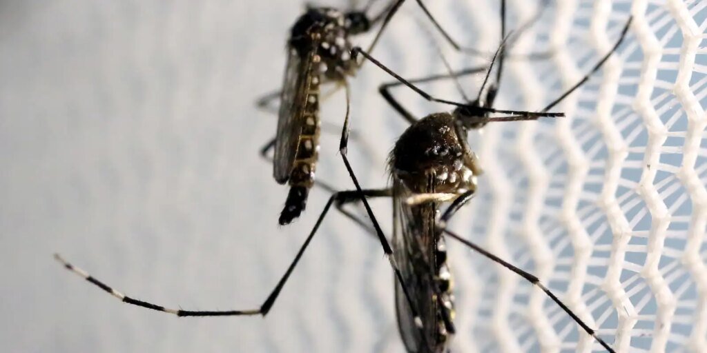 Chikungunya: em surto, município de SC registra segundo óbito Chikungunya: em surto, município de SC registra segundo óbito